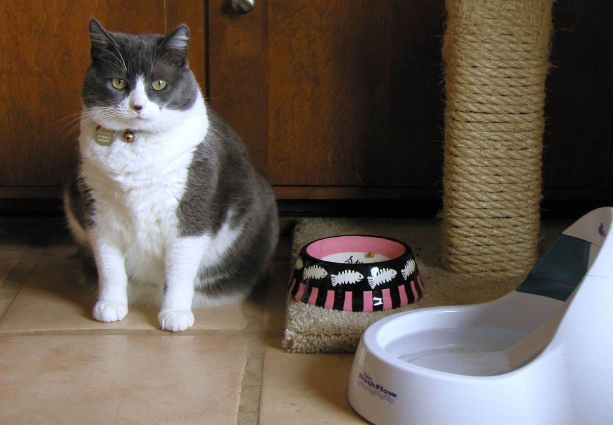 Automatic water bowls for cats