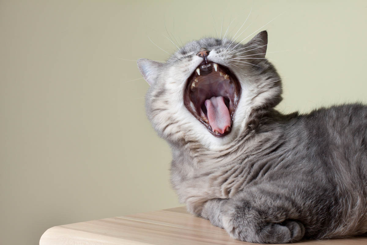 Bad breath in cats