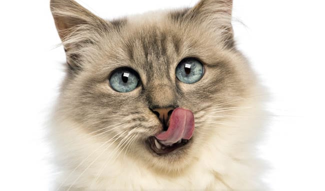 9 Low-Energy Breeds of Cat 8 Birman cat with its tongue out