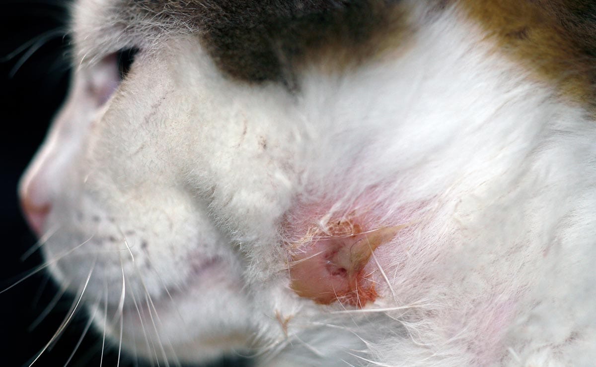 Bite wound abscess on a cat's neck