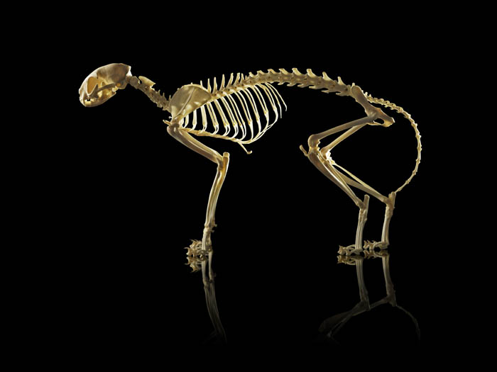 Bones of the CatAll About The Cat's Skeleton CatWorld