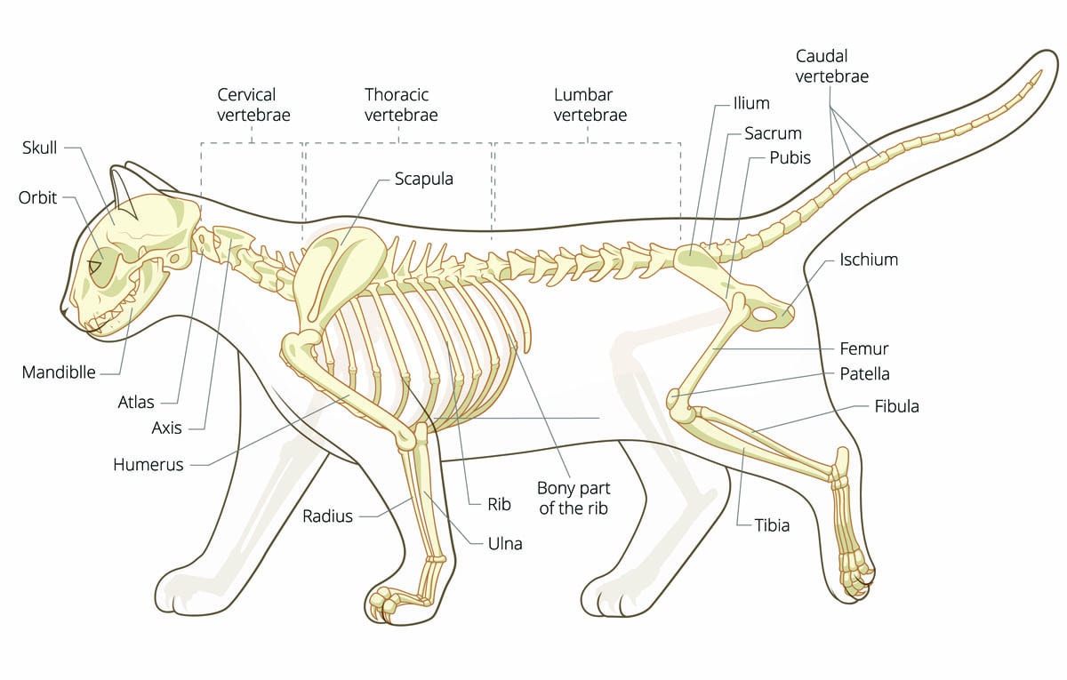 Bones of the Cat-All About The Cat's Skeleton - Cat-World