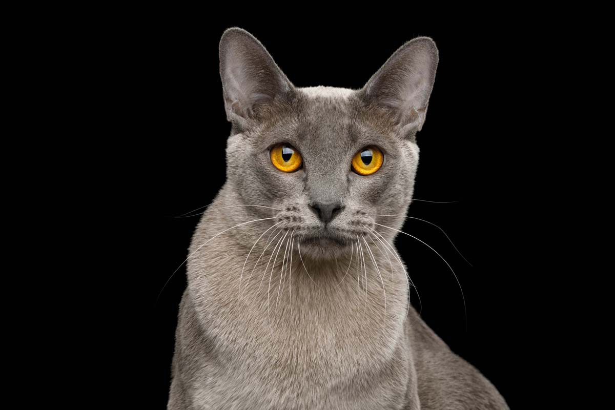 Grey Burmese cat