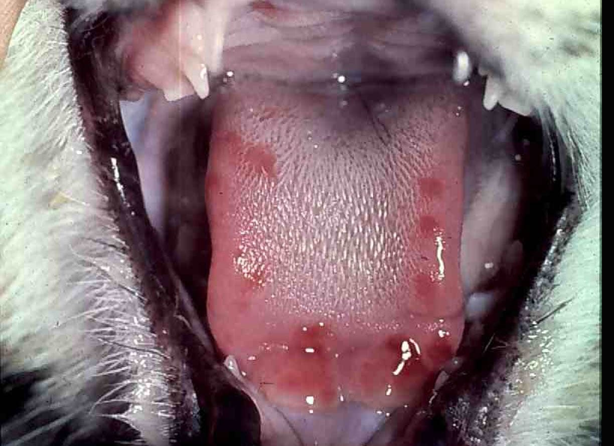 Ulcers on a cat's tongue due to calicivirus
