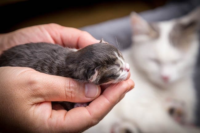 Birth in Cats Signs of Labour and the Delivery Process CatWorld