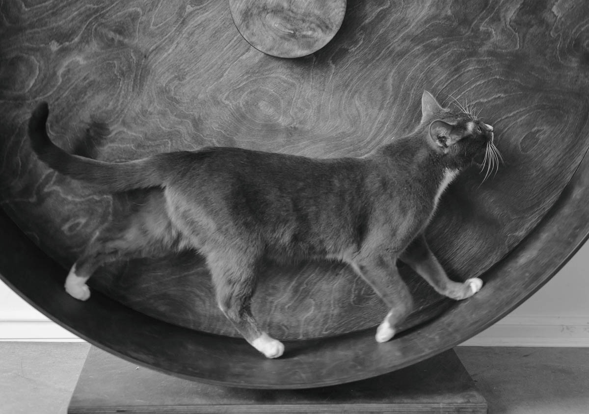`Cat on exercise wheel