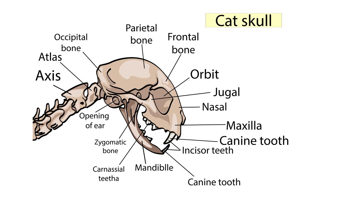 Cat skull