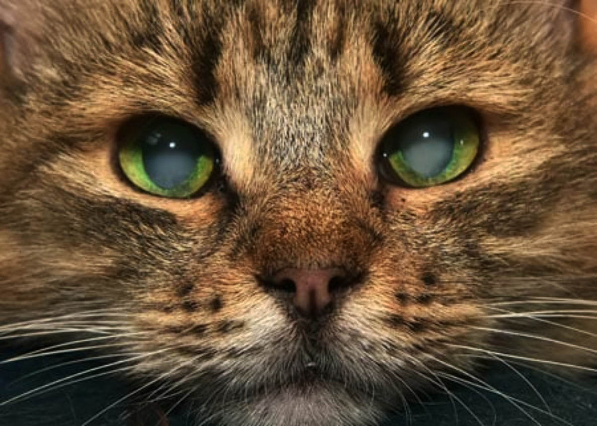 Cataracts in cats