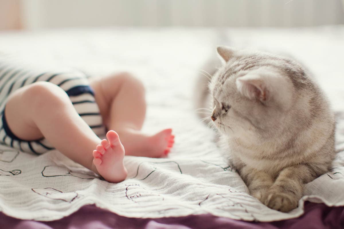 Cats and babies