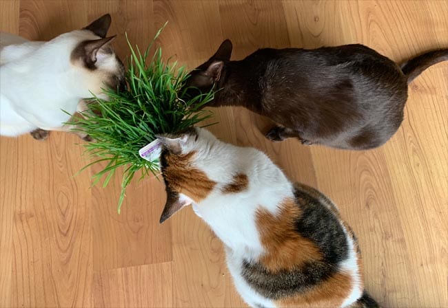 Three cats eating cat grass