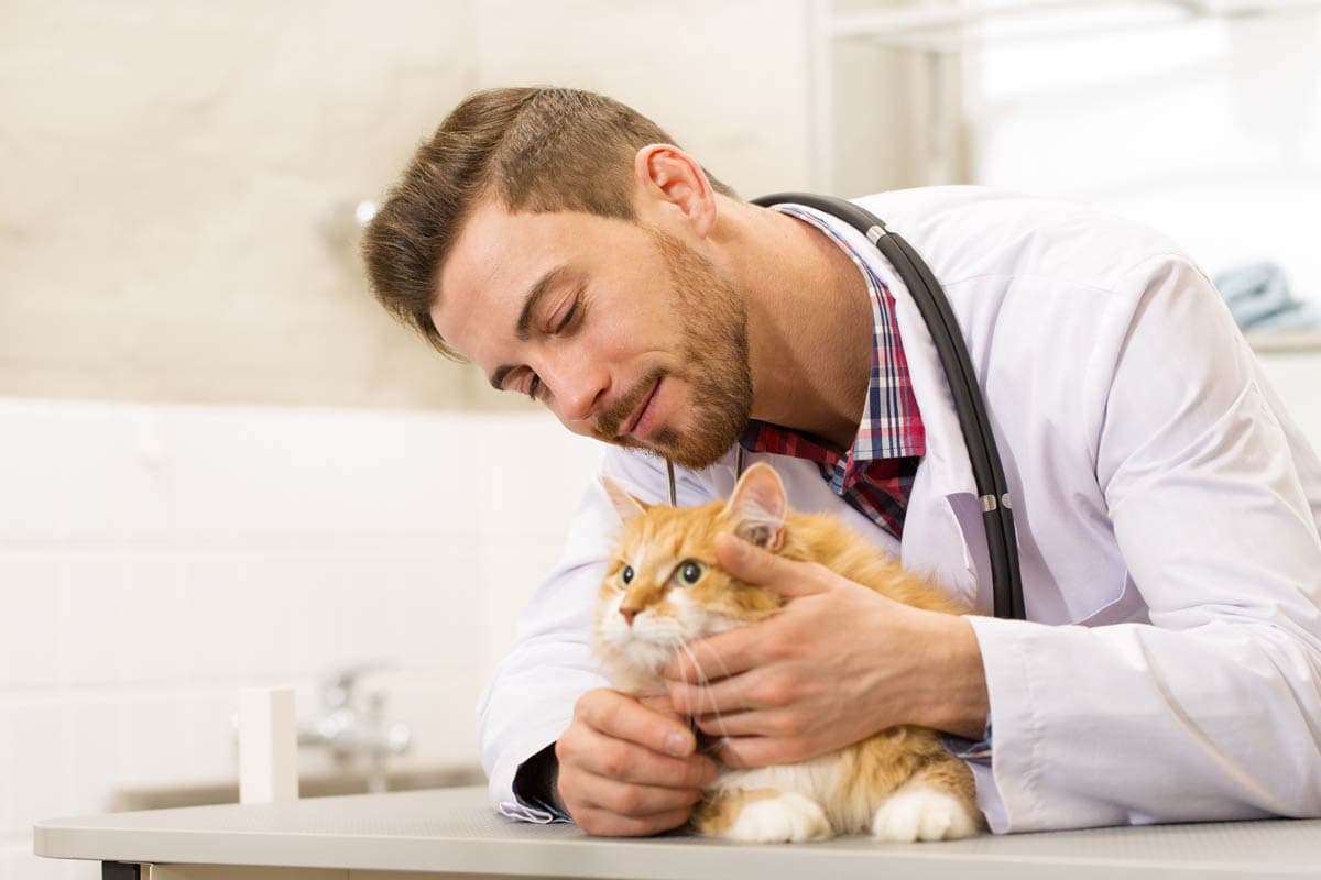 Choosing a veterinarian