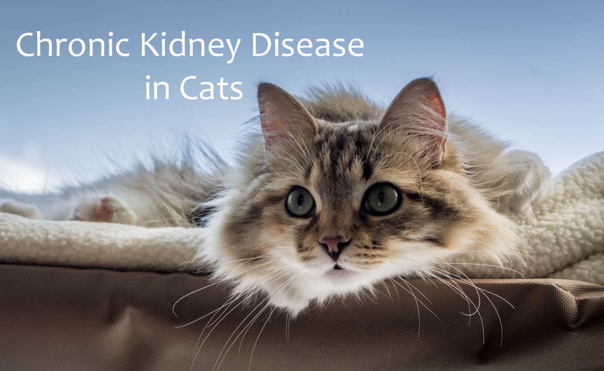 Chronic kidney disease in cats