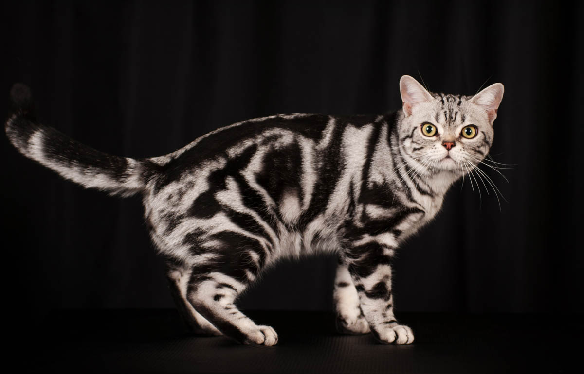 Tabby Cat Breeds Colours Markings Cat World