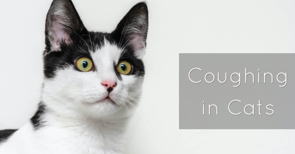 Coughing in cats