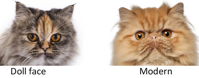 Doll face and modern Persian cats