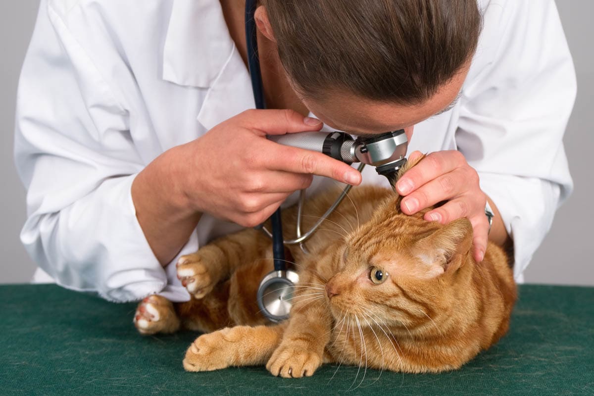 Ear infection in cats