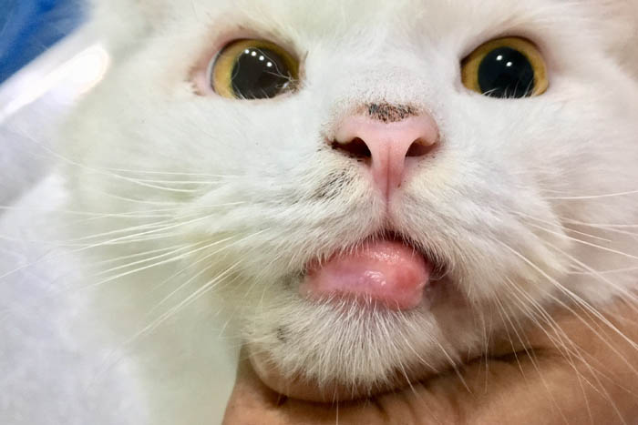 Eosinophilic granuloma on the lip of a cat
