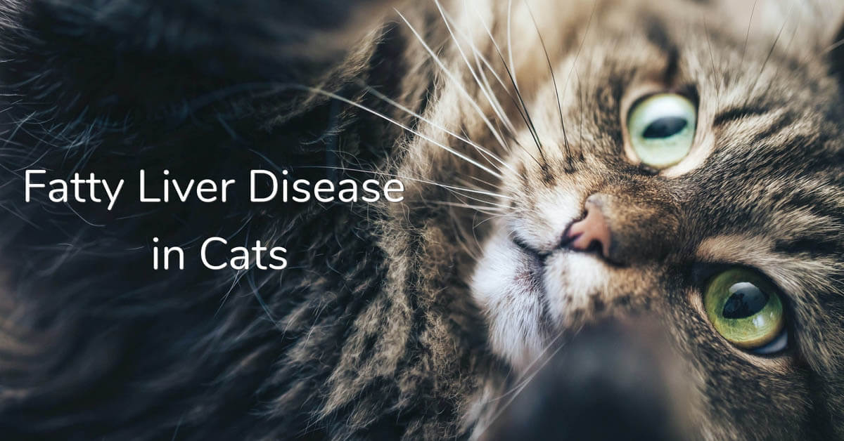 Fatty liver disease in cats