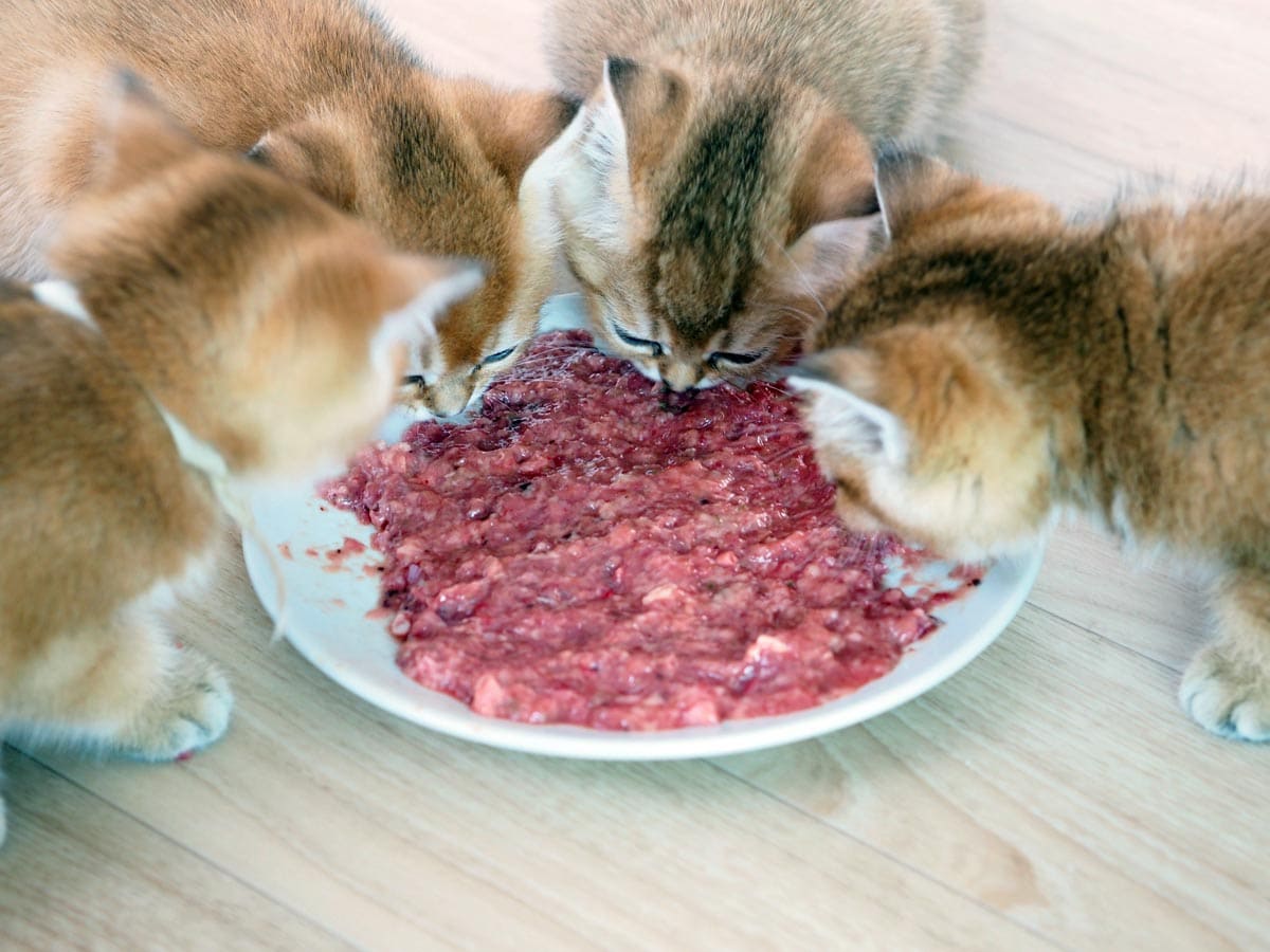 Feeding kittens raw food