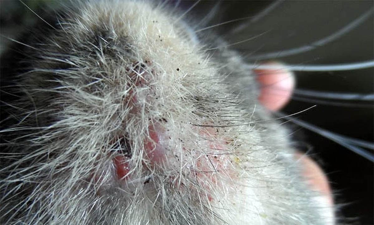 Feline acne on the chin of a cat