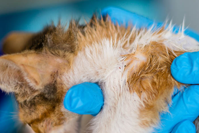 Flea Allergy Dermatitis in Cats CatWorld