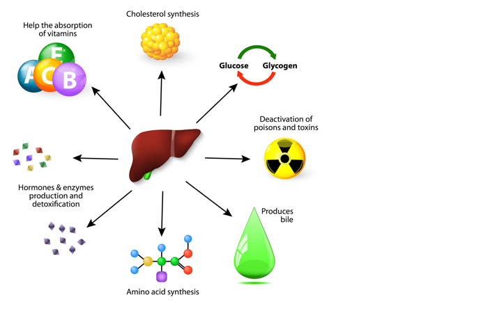 Functions performed by the liver