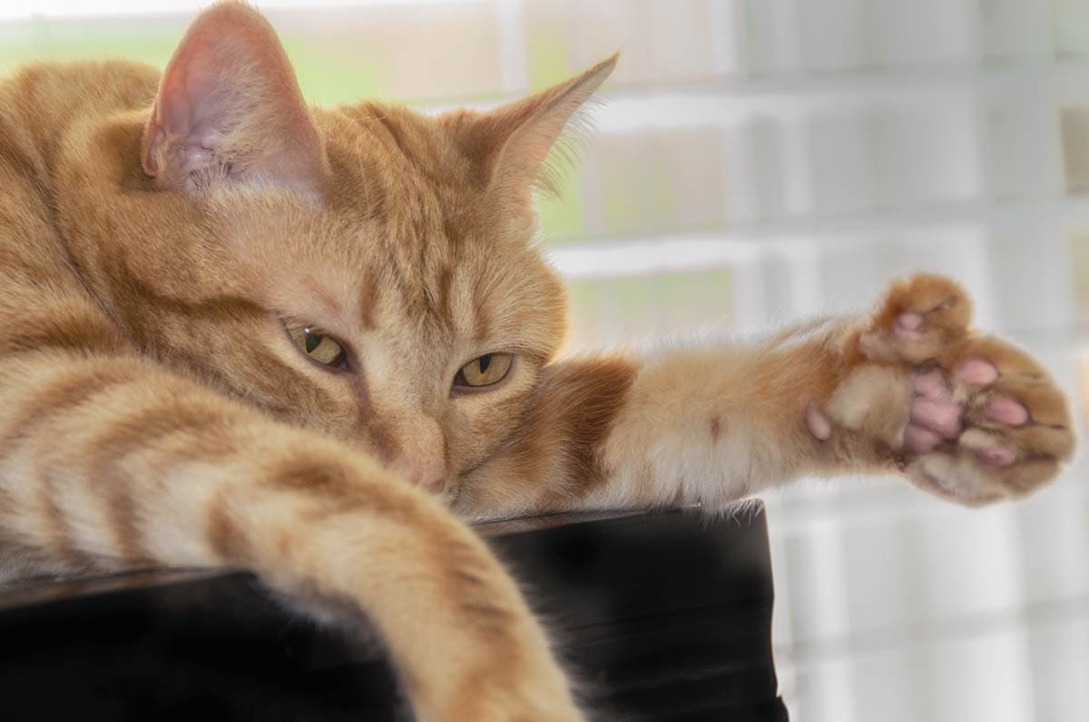 Ginger polydactyl cat