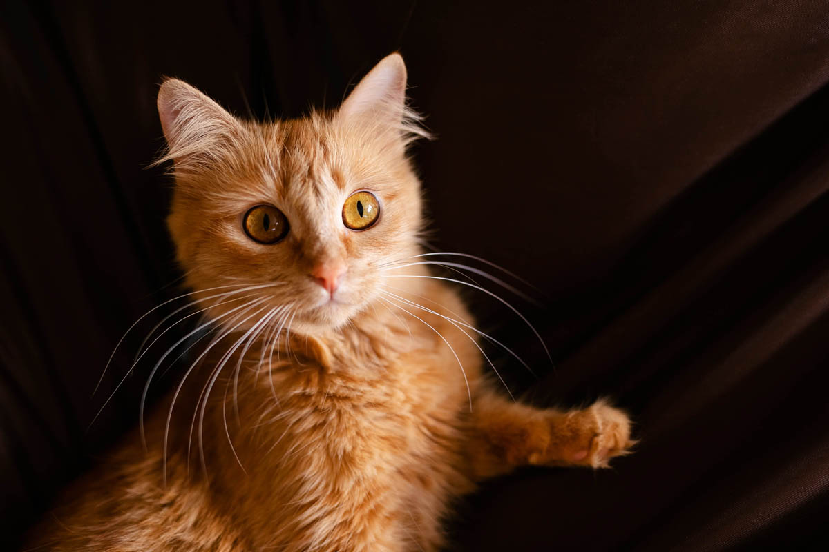 Glomerulonephritis in cats