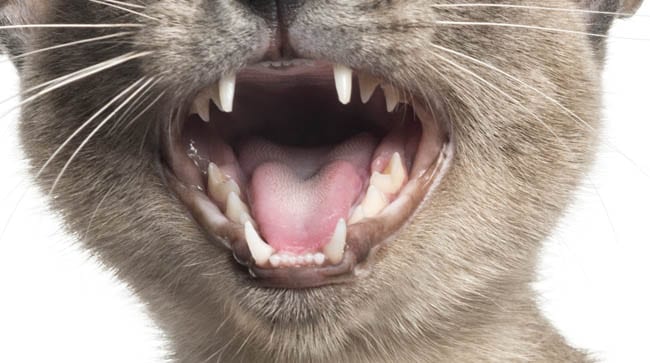 Healthy gums and teeth on a Tonkinese kitten