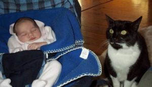 Cat with baby