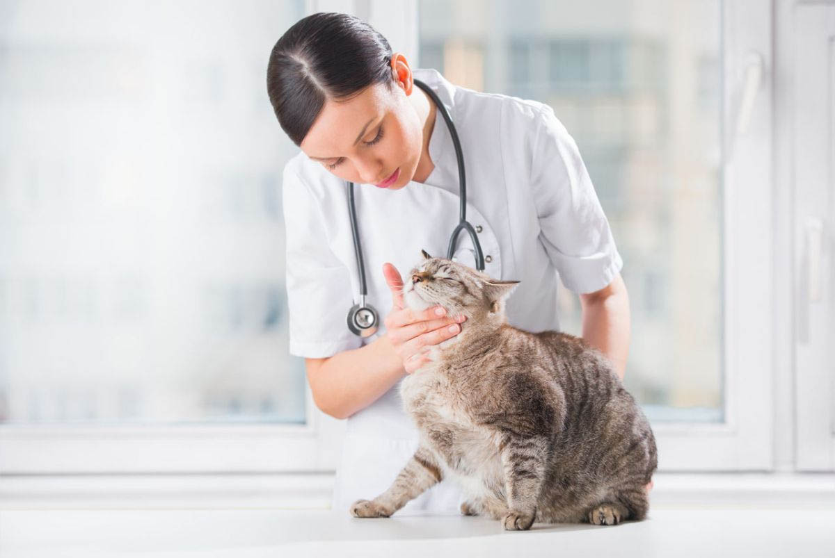 How often should you take a cat to the veterinarian?