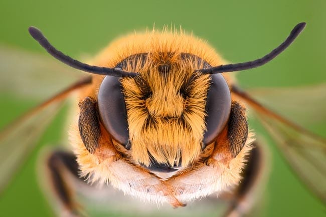 Insect bites and stings
