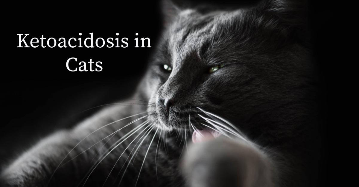 Ketoacidosis in cats