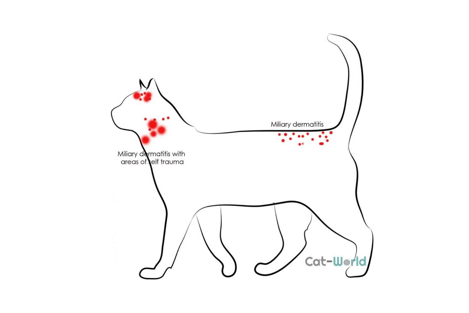 miliary dermatitis in cats 1 scaled