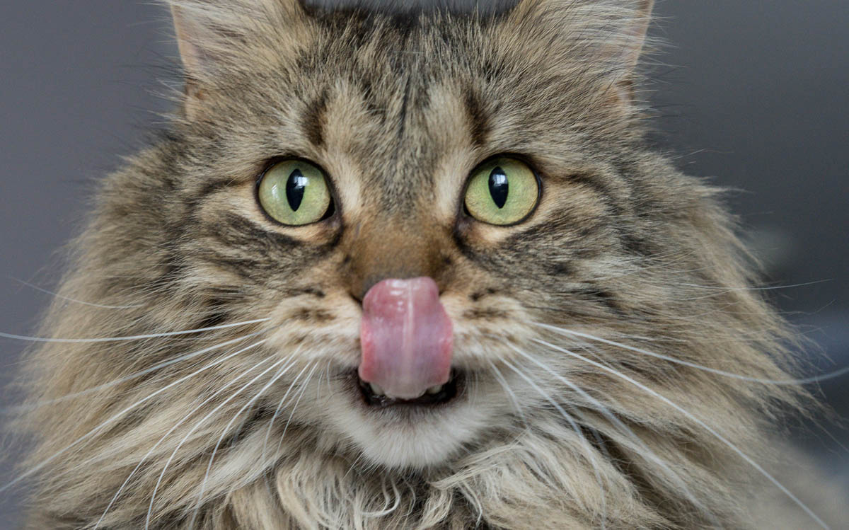 Mouth Ulcers in Cats CatWorld