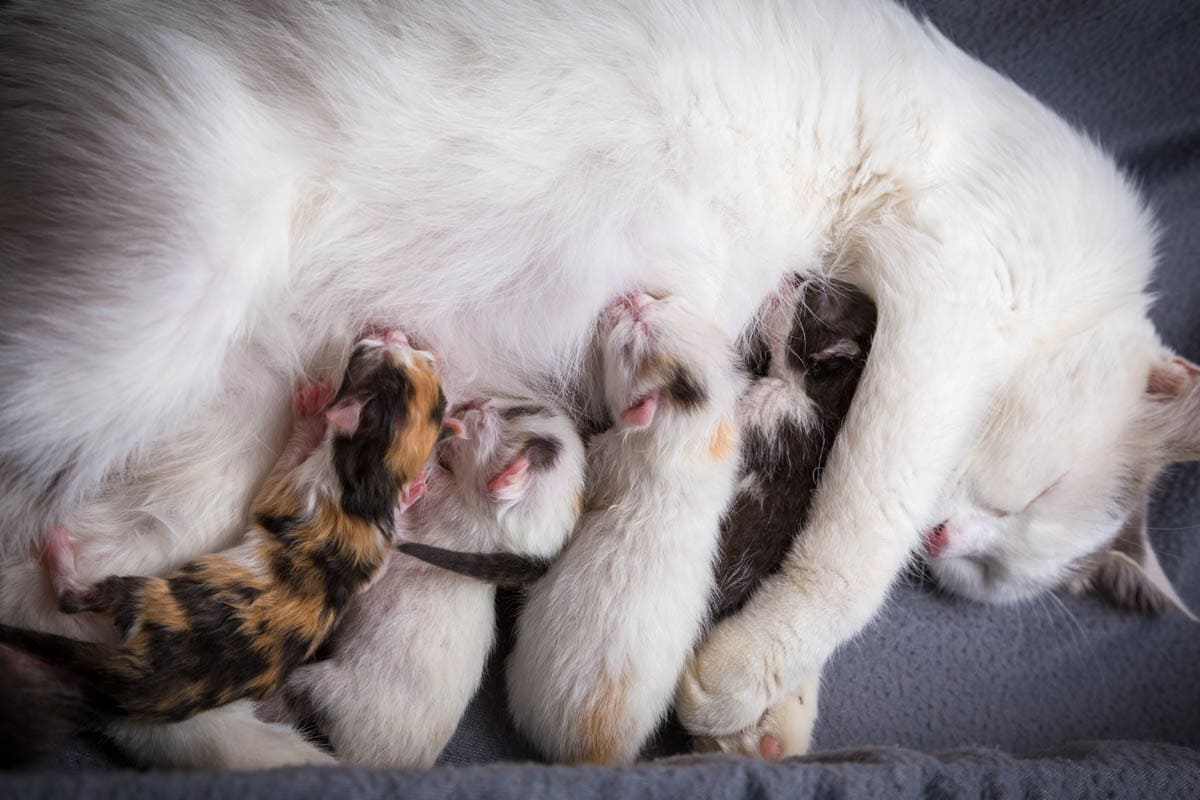 Neonatal isoerythrolysis in kittens