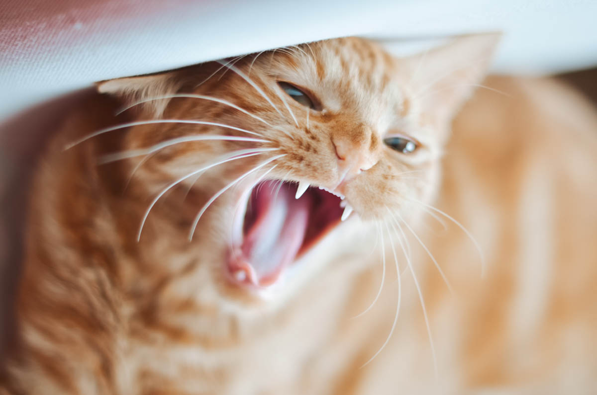 Oral cancer in cats