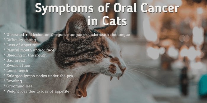 Symptoms of oral cancer in cats