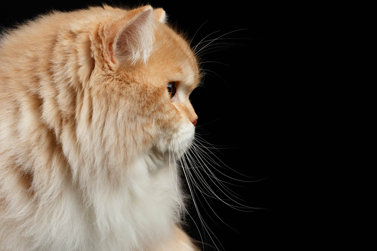 Persian cat breed profile