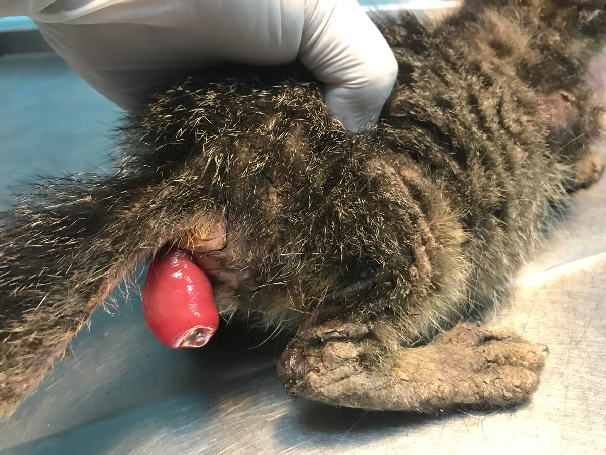 Rectal prolapse in cats
