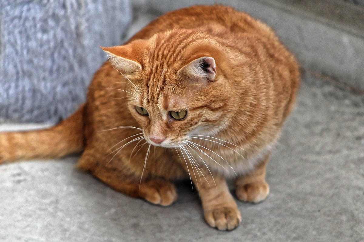 Red tabby cat