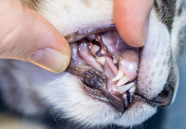Retained baby teeth in cats