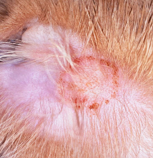 close up of ringworm infection in cat