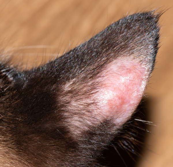 ringworm on cat's ear with hair loss and redness