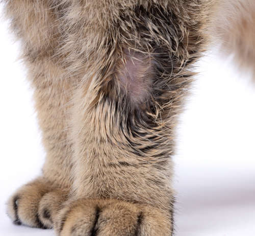 ringworm seen on a cat's leg