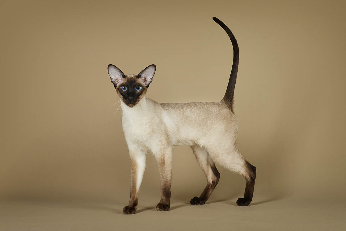 Siamese Cat Breed Profile Cat World