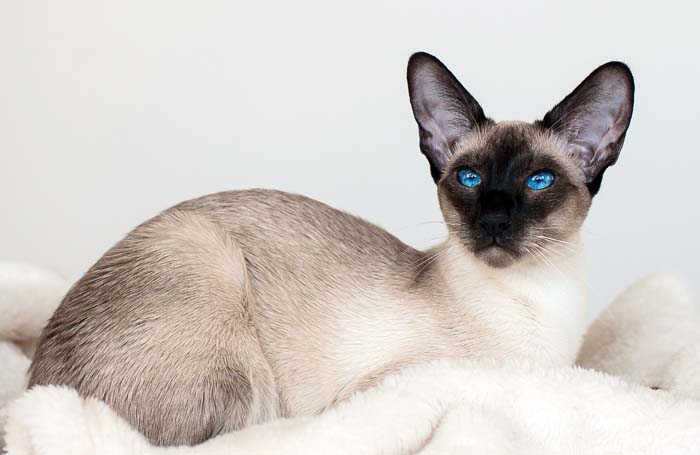 Seal point Siamese cat
