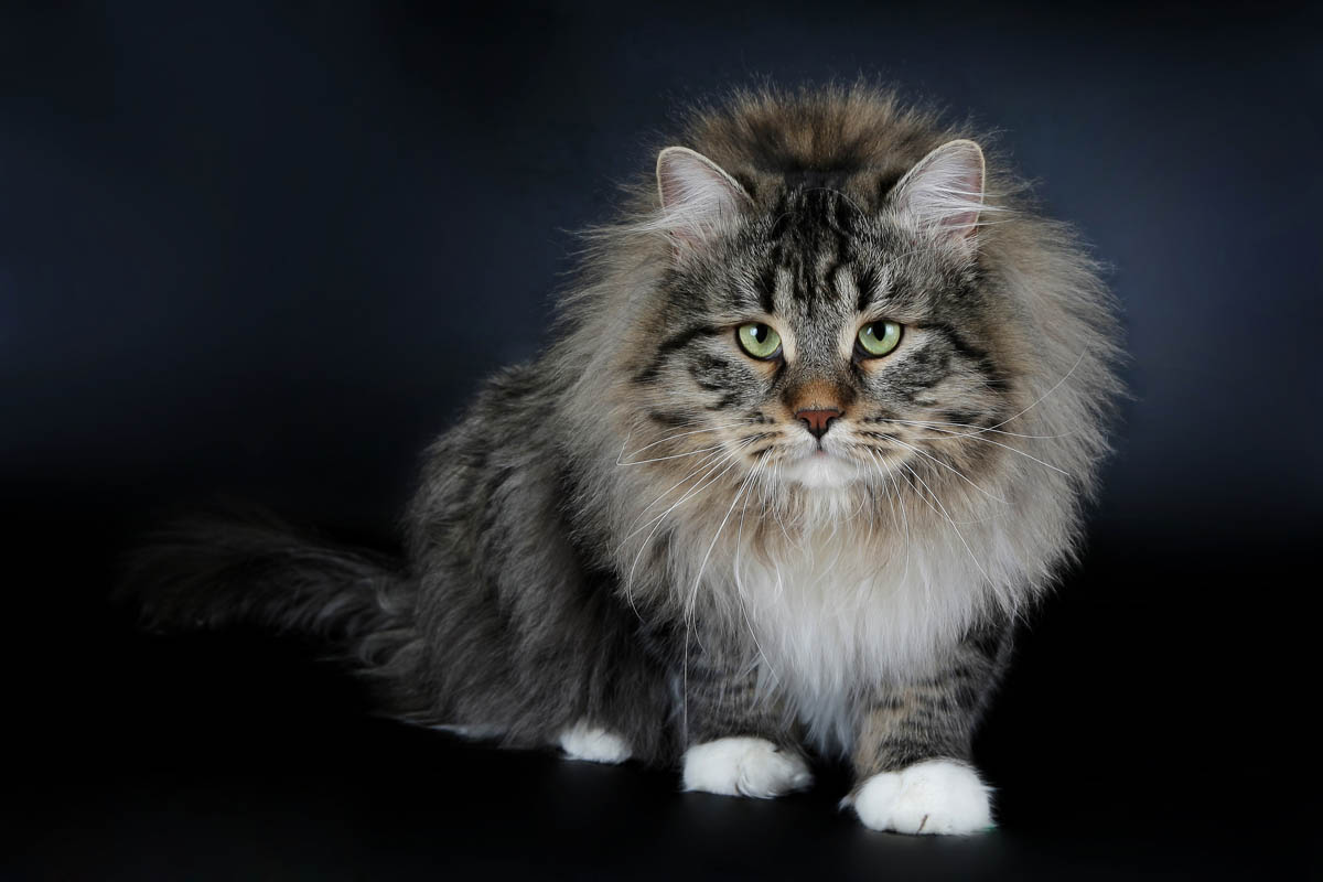 Siberian cat