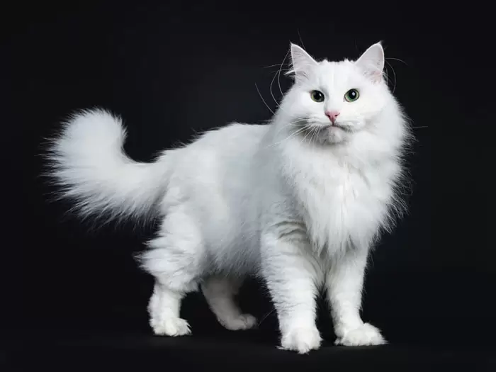 a siberian cat