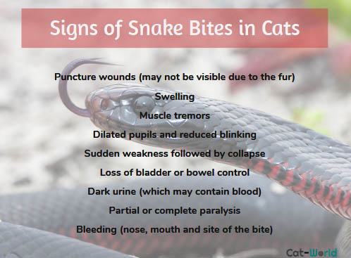 Signs of snake bites in cats